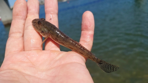 ハゼの釣果