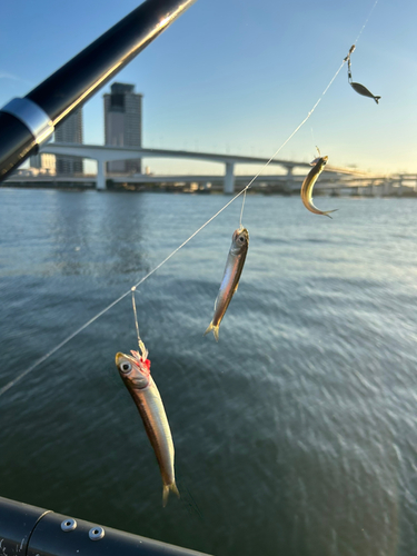 カタクチイワシの釣果