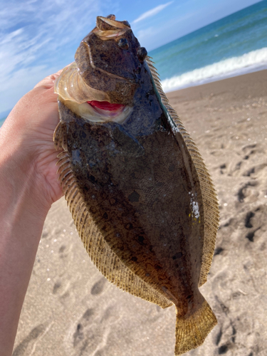 ソゲの釣果