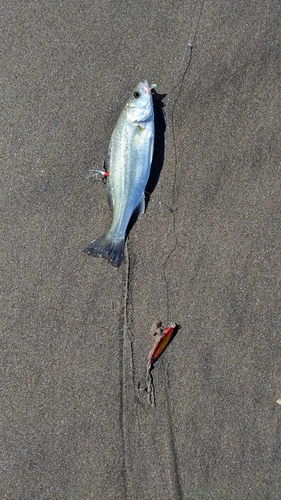 セイゴ（タイリクスズキ）の釣果