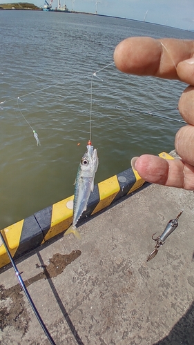 サバの釣果