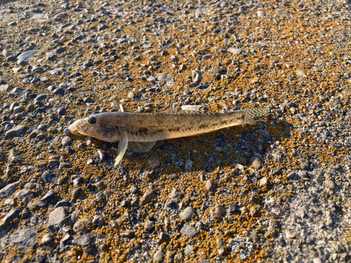 ハゼの釣果