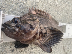 ムラソイの釣果