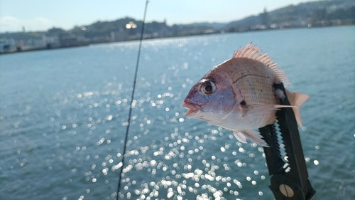 チダイの釣果