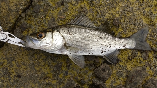 セイゴ（ヒラスズキ）の釣果