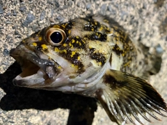 オウゴンムラソイの釣果