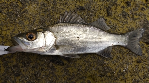 セイゴ（ヒラスズキ）の釣果