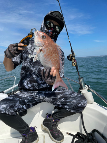 マダイの釣果