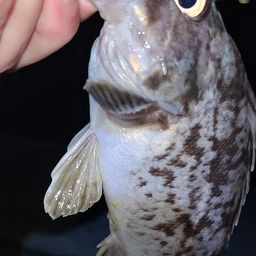 クロソイ