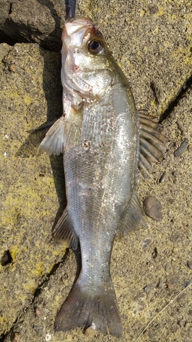 セイゴ（ヒラスズキ）の釣果