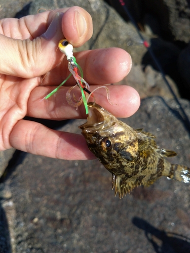 タケノコメバルの釣果