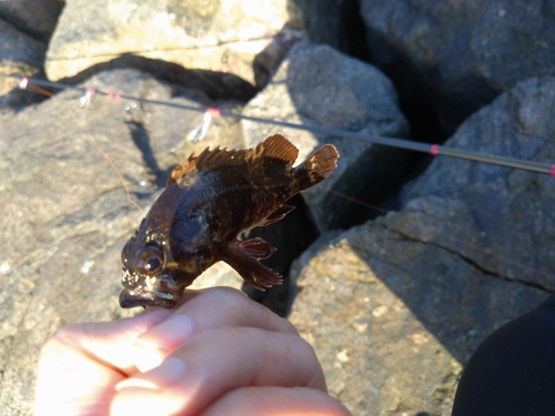 タケノコメバルの釣果