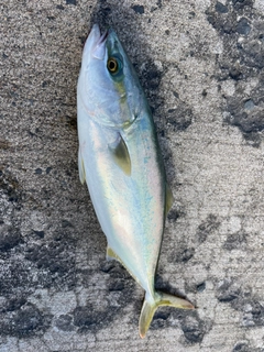 カンパチの釣果