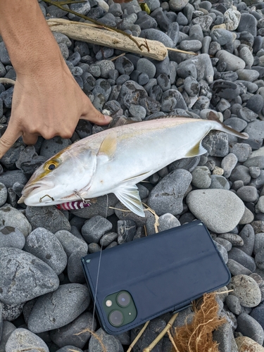 ショゴの釣果