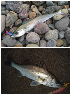 サゴシの釣果