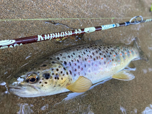 ブラウントラウトの釣果