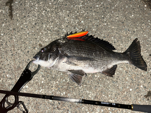 クロダイの釣果