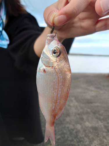 チャリコの釣果