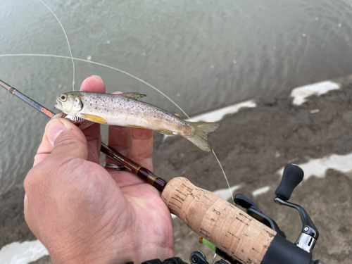 ニジマスの釣果