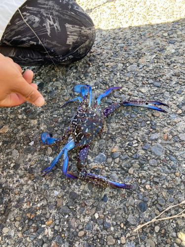 カニの釣果