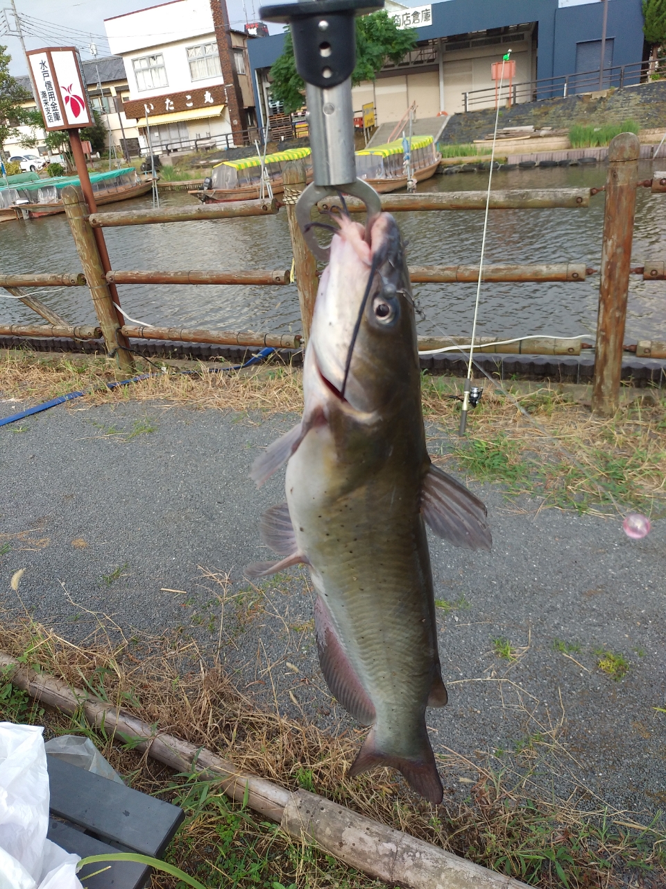 アメリカナマズ