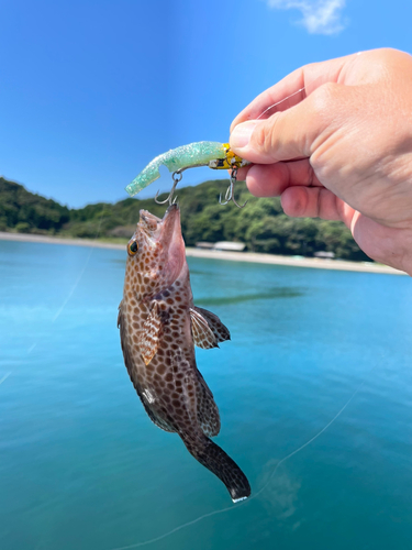 オオモンハタの釣果