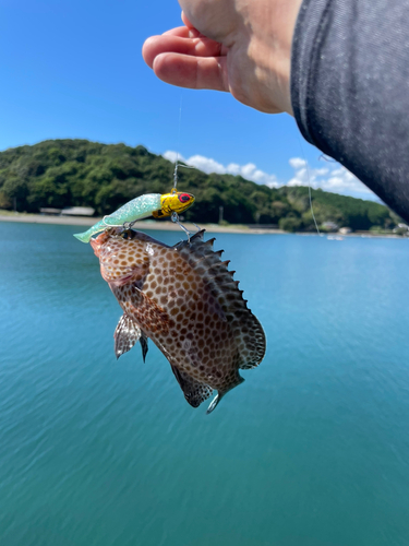 オオモンハタの釣果