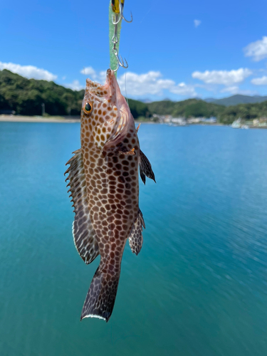 オオモンハタの釣果