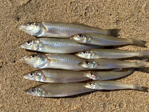 キスの釣果