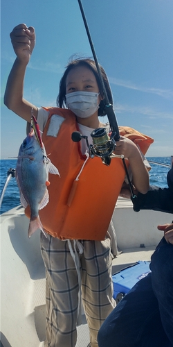 ハナダイの釣果