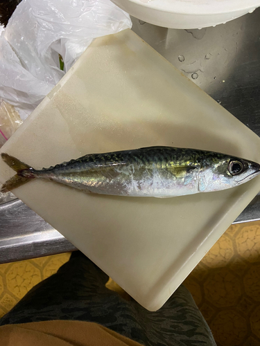 サバの釣果