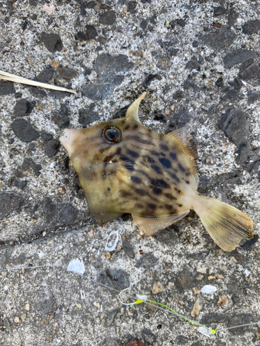 カワハギの釣果