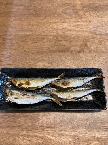 サバの釣果