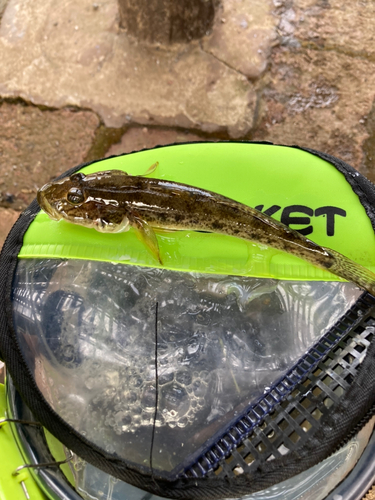 ハゼの釣果