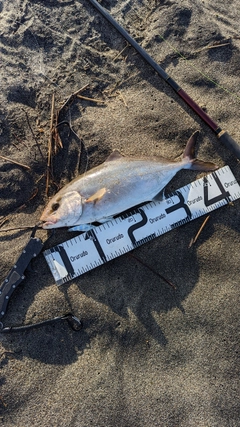 カンパチの釣果