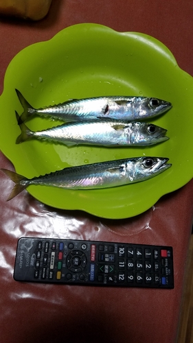 サバの釣果