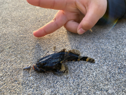 カジカの釣果