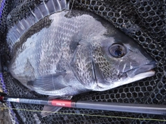 チヌの釣果