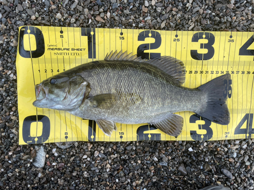 スモールマウスバスの釣果