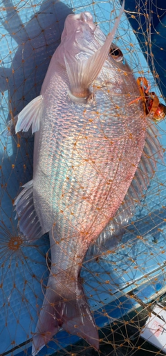 マダイの釣果