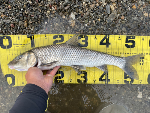 ニゴイの釣果