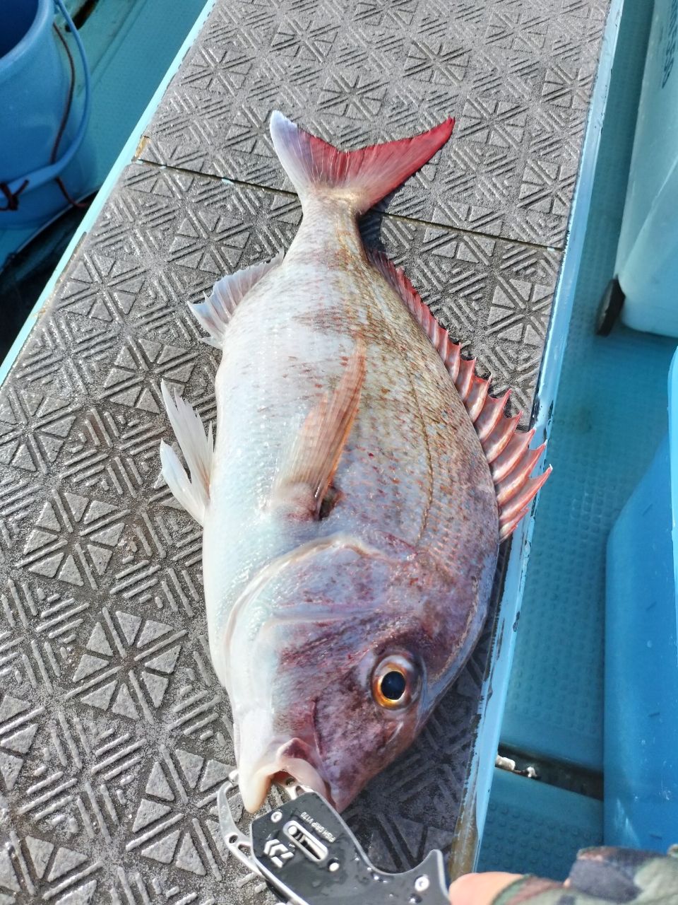 ドS東京湾鯛ラバ備忘録さんの釣果 2枚目の画像