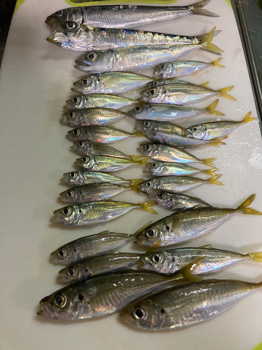 アジの釣果