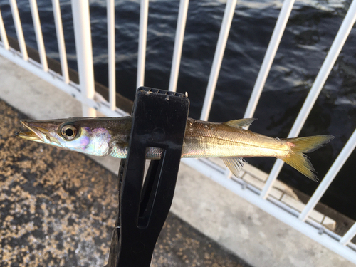 カマスの釣果