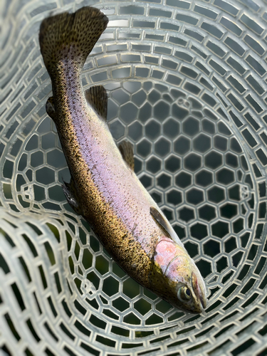 ニジマスの釣果