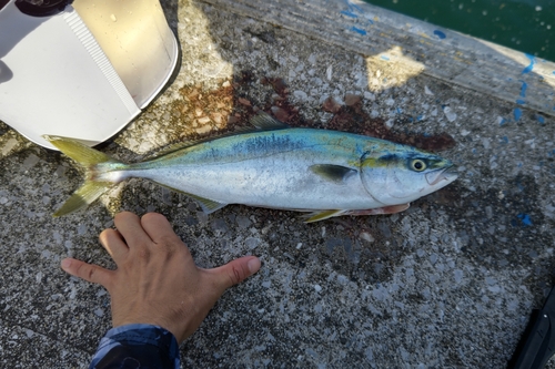 ヤズの釣果