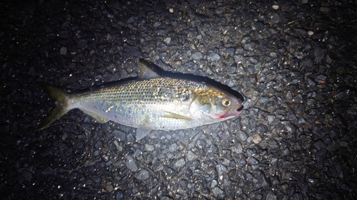 コノシロの釣果