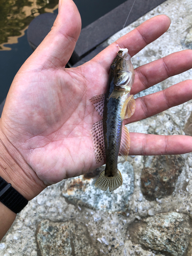 マハゼの釣果