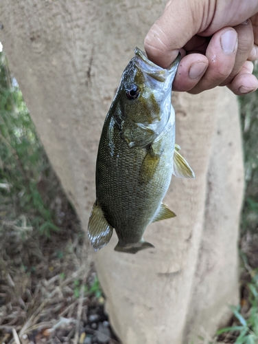 スモールマウスバスの釣果