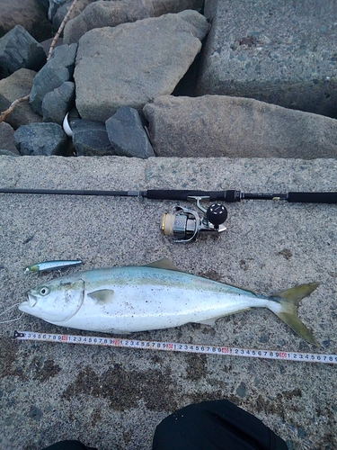 イナダの釣果